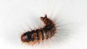 Usnjeni domovi: majhne žuželke, ki veliko škodujejo